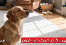 مربی سگ در شهرک غرب تهران