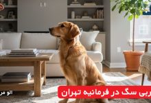 مربی سگ در فرمانیه تهران