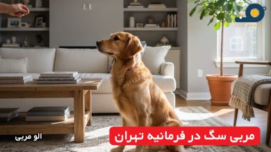 مربی سگ در فرمانیه تهران