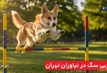 مربی سگ در نیاوران تهران