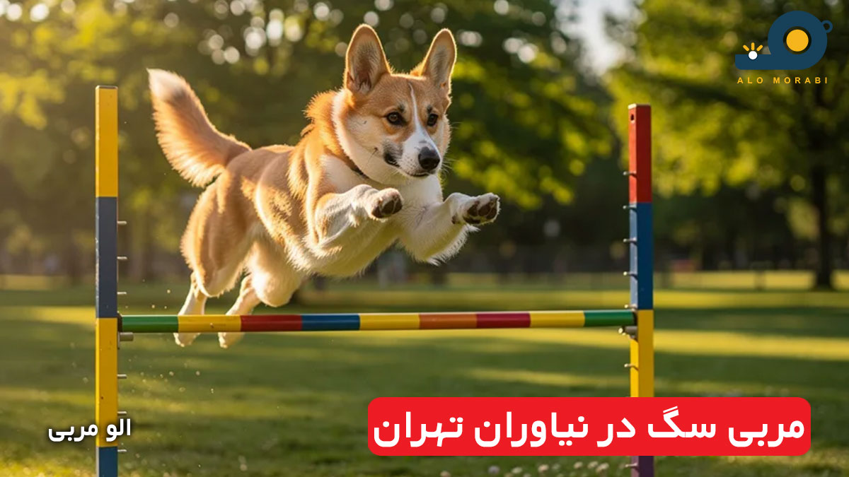 مربی سگ در نیاوران تهران