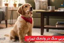 مربی سگ در ولنجک تهران