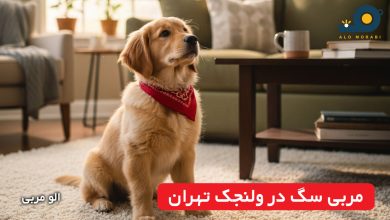 مربی سگ در ولنجک تهران