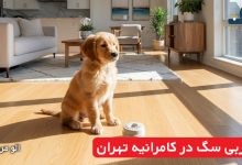 مربی سگ در کامرانیه تهران