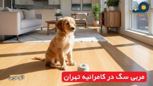 مربی سگ در کامرانیه تهران
